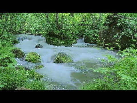 Tiếng nước suối chảy róc rách Chim hót trong rừng 