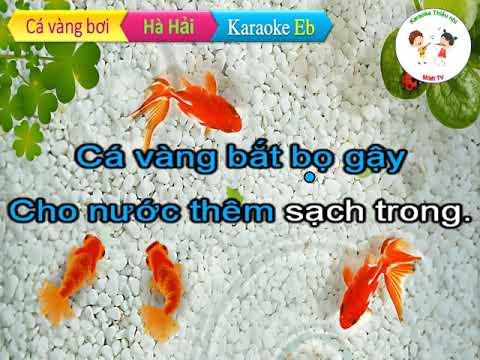 Karaoke Cá vàng bơi Hà Hải