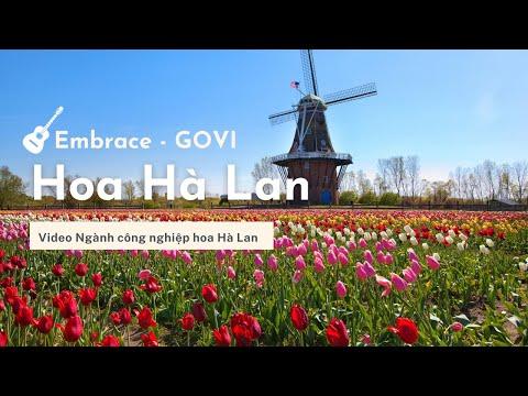 Hoa Hà Lan | Nhạc: Embrace - Govi