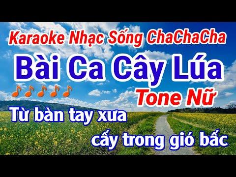 Karaoke Bài Ca Cây Lúa Tone Nữ Nhạc Sống Cha Cha Cha ll Năm Organ